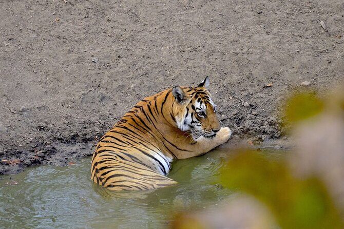 2-Days Wilderness Escape to Pench National Park from Nagpur - In The Sum Up: Who Should Consider This Tour?