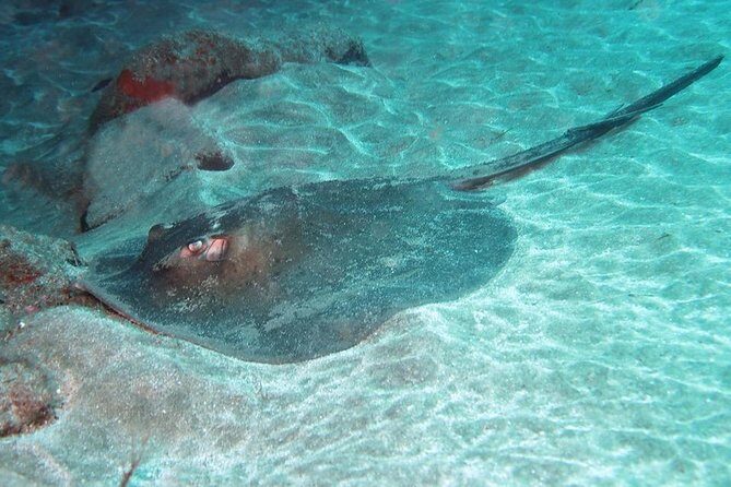 2 Dive Package for Qualified Divers in Gran Canaria - A Closer Look at the 2 Dive Package for Qualified Divers in Gran Canaria