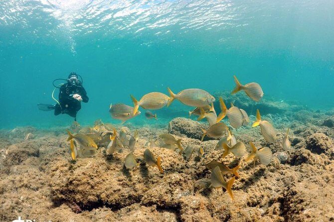 2 Dive Package for Qualified Divers in Gran Canaria - Key Points