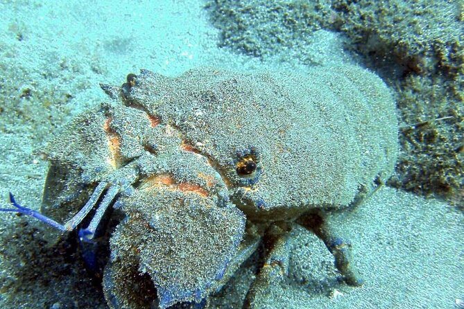 2 Dive Package for Qualified Divers in Gran Canaria - Authentic Experiences and Real Feedback