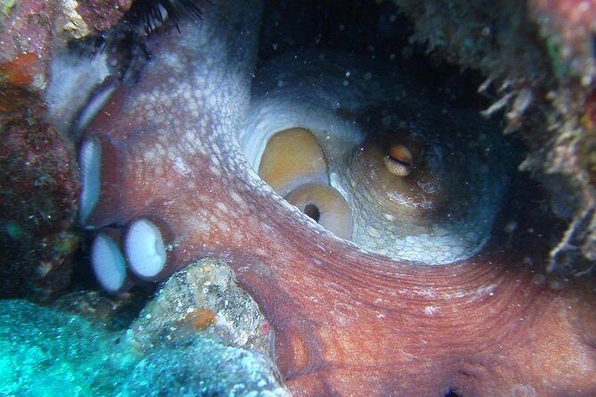 2 Dive Package for Qualified Divers in Gran Canaria - The Sum Up