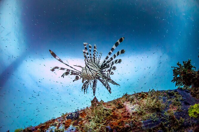 (2 Dives) Discover Scuba Diving Kota Kinabalu - A Closer Look at the Experience