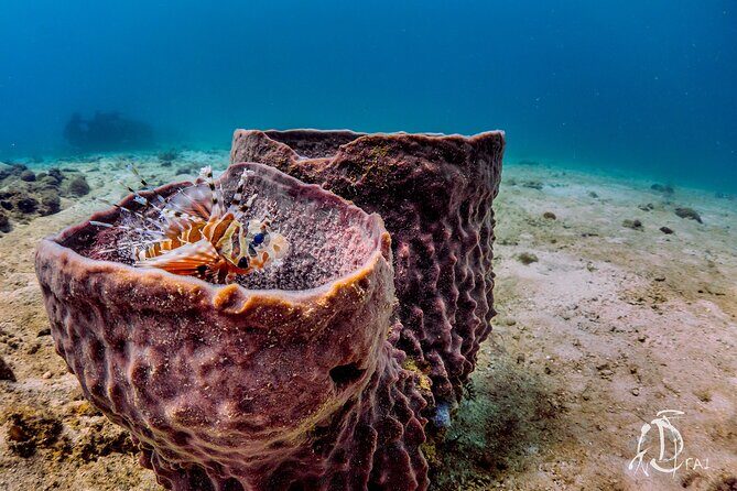 (2 Dives) Discover Scuba Diving Kota Kinabalu - Final Thoughts: Who Will Benefit Most?