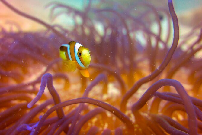 (2 Dives) Discover Scuba Diving Kota Kinabalu - FAQ