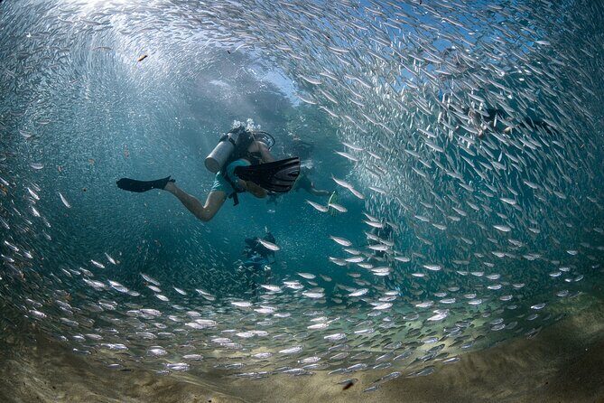 2 Dives in the Cabo Marine Park - Key Points