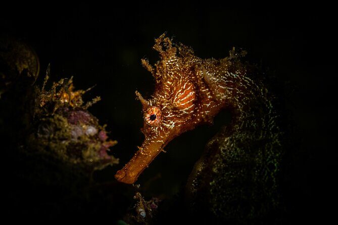 2 Dives in the Cabo Marine Park - FAQ