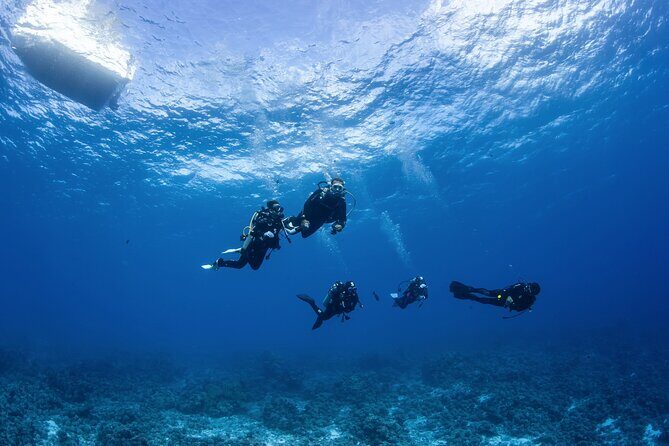 2 Dives in the morning for certified divers in Bora Bora - The Practicalities: Transportation, Equipment, and Safety