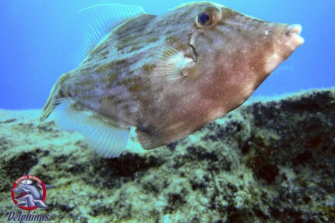 2 Diving Sites Scuba Diving Package in Gran Canaria - Key Points