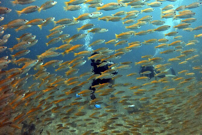 2 Fun Divers for Certified Divers in Thailand - Practical Tips for Booking & Participation