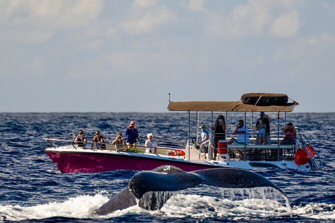 2 Hour Afternoon Lahaina Whale Watch - Key Points