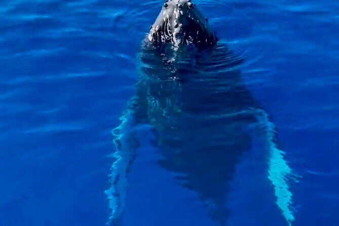 2 Hour Afternoon Lahaina Whale Watch - An In-Depth Look at the 2 Hour Afternoon Lahaina Whale Watch