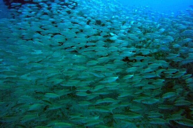 2-Hour Afternoon Snorkeling Experience in Gran Canaria by Boat - Final Thoughts