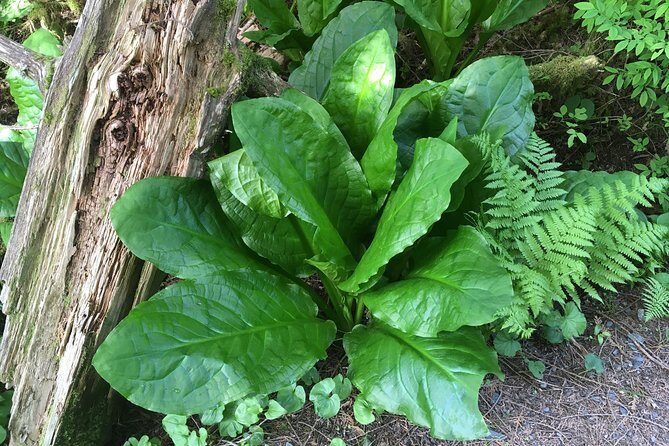 2 Hour Alaska Rainforest Walk and Totem Park Small Group Tour - What Sets This Tour Apart?