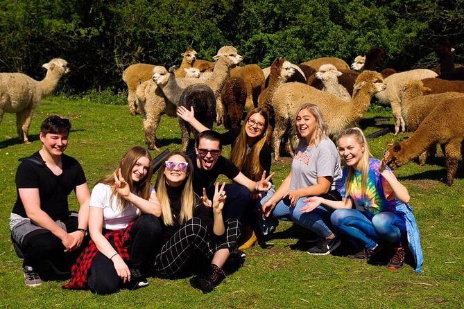 2-Hour Alpaca Farm Experience in Kenilworth - Discover the Charm of the 2-Hour Alpaca Farm Experience in Kenilworth