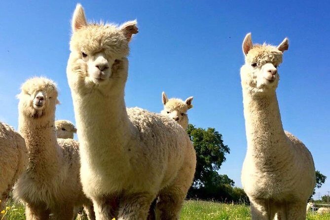 2-Hour Alpaca Farm Experience in Kenilworth - Authentic Encounters and Reviews