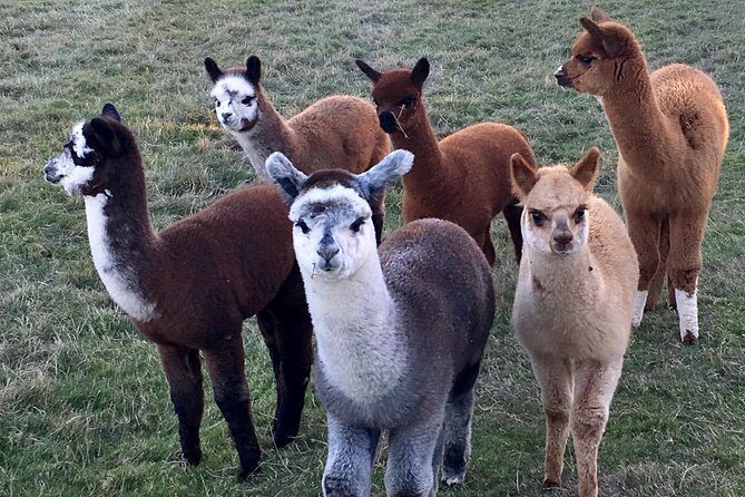 2-Hour Alpaca Farm Experience in Kenilworth - Final Thoughts: Is This Experience Right for You?