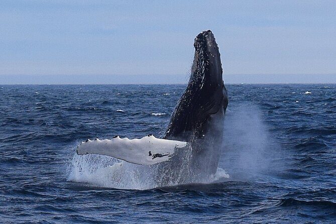 2 Hour Award-Winning Whale and Seabird Boat Tour from St. John's - Key Points