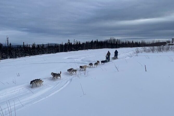 2-Hour Basic Dog Mushing School (with Transportation) - Introduction: A Genuine Dog Mushing Experience in Fairbanks