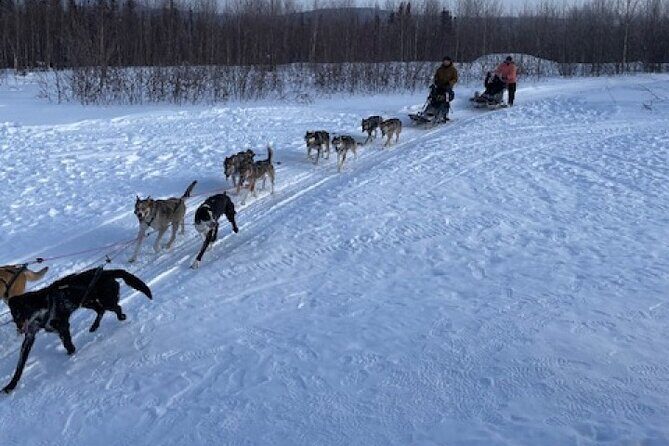2-Hour Basic Dog Mushing School (with Transportation) - The Experience in Detail