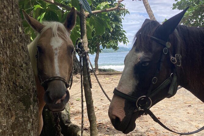 2 Hour Beach Horse Back Riding in Puerto Viejo - The Value of This Experience