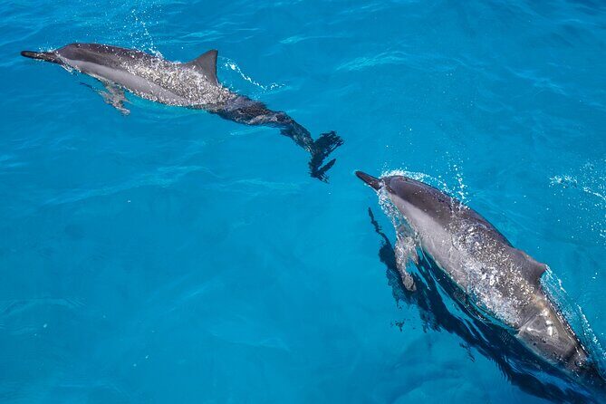 2 Hour Big Island Dolphin Watching and Sea Turtle Snorkel Tour - Key Points