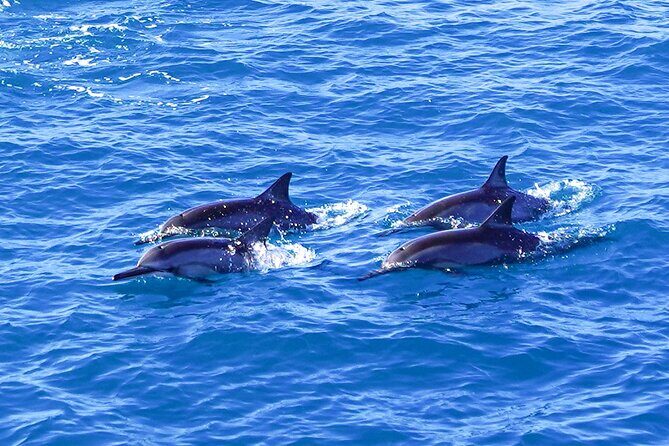 2 Hour Big Island Dolphin Watching and Sea Turtle Snorkel Tour - Final Thoughts