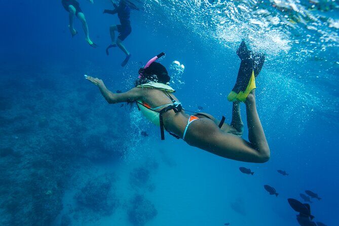 2 Hour Big Island Dolphin Watching and Sea Turtle Snorkel Tour - FAQ