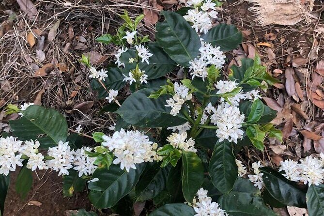 2-Hour Cabanisi Coffee Farm Activity - Key Points