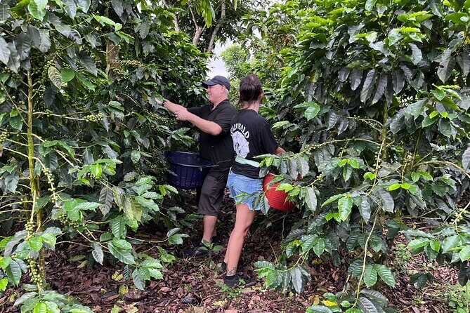 2-Hour Cabanisi Coffee Farm Activity - Who Should Book This Tour?