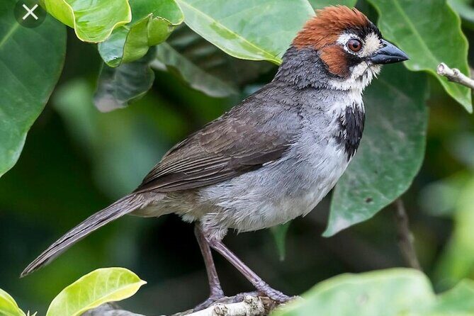 2-Hour Cabanisi Coffee Farm Activity - The Sum Up: Why This Tour Is a Worthwhile Choice