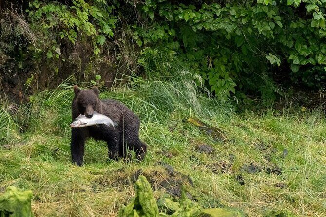 2 Hour Chichagof Island Guided Driving Tour - The Sum Up: Is This the Tour for You?