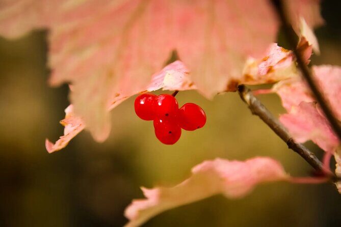 2 Hour Chichagof Island Guided Driving Tour - Frequently Asked Questions