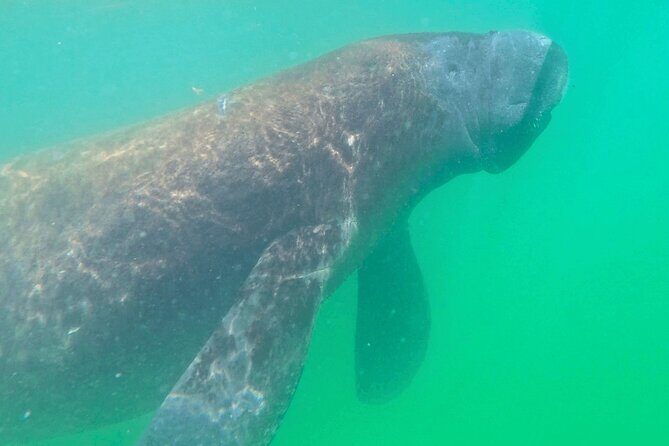 2-Hour Clear Kayak Mangrove Eco Tours, St Pete - Key Points