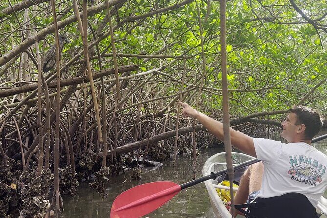 2-Hour Clear Kayak Mangrove Eco Tours, St Pete - Itinerary Breakdown: What to Expect on Your Eco Tour
