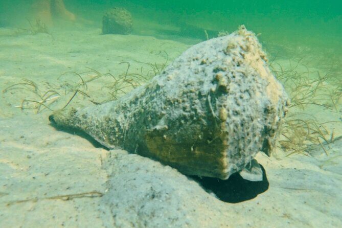 2-Hour Clear Kayak Mangrove Eco Tours, St Pete - The Experience: What Travelers Say