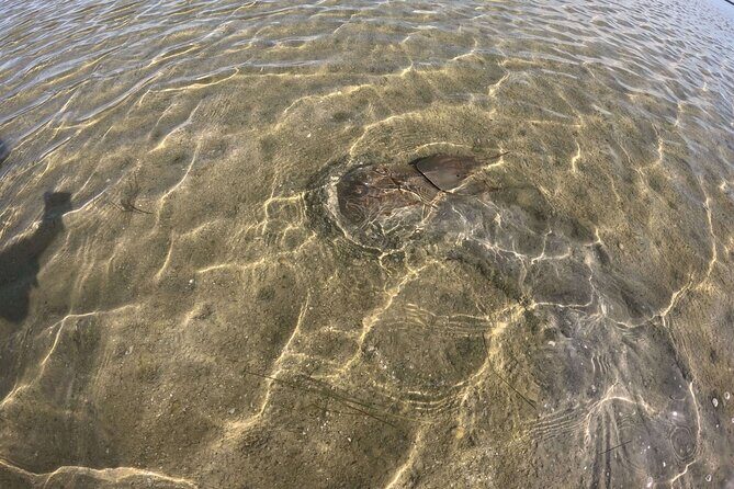 2-Hour Clear Kayak Mangrove Eco Tours, St Pete - FAQ