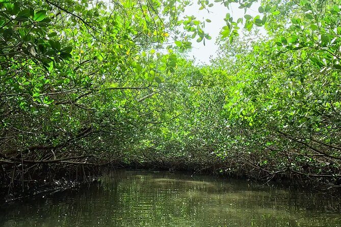2-Hour Clear Kayak Rentals in St Pete, FL - Clam Bayou - Who Should Book This Experience?
