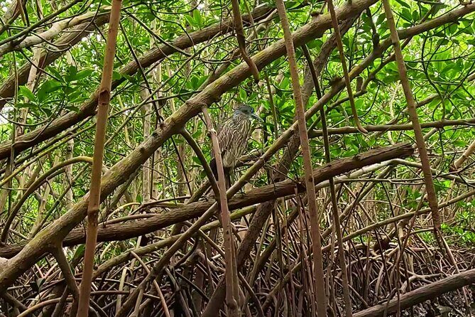 2-Hour Clear Kayak Rentals in St Pete, FL - Clam Bayou - FAQ