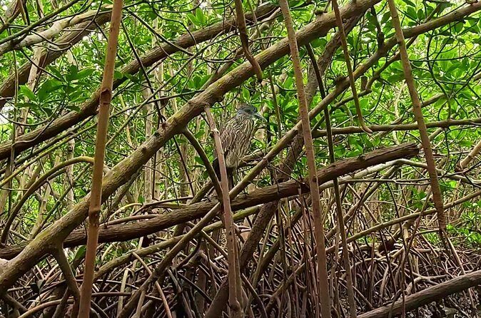 2-Hour Clear Kayak Rentals in St Pete, FL - Clam Bayou - Final Thoughts