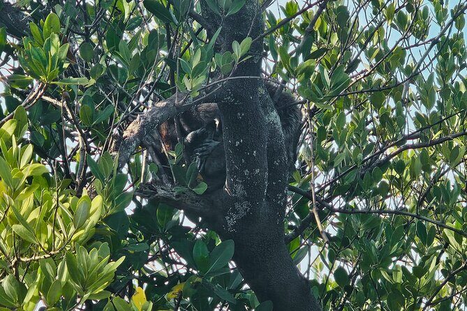 2-Hour Clear Kayak Rentals in St Pete, FL - Clam Bayou - Additional Information