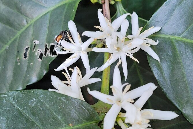 2 Hour Coffee & Chocolate Tour in Playas del Coco - FAQ