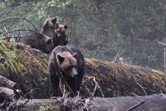 2 Hour Custom Wildlife and Historical Tour - What to Expect from the 2-Hour Ketchikan Tour