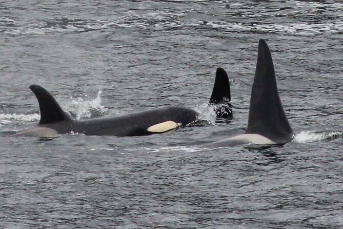 2 Hour Custom Wildlife and Historical Tour - Overall Value and Final Thoughts