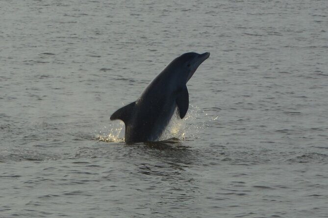 2-Hour Dolphin and Nature Eco Tour from Orange Beach - The Sum Up
