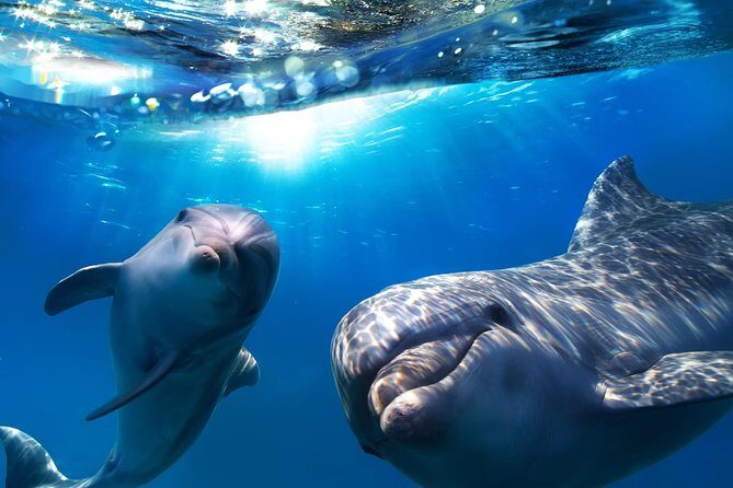2-Hour Dolphin and Whale Watching in Gran Canaria - Seeing Dolphins and Whales in Gran Canaria: A Practical Guide