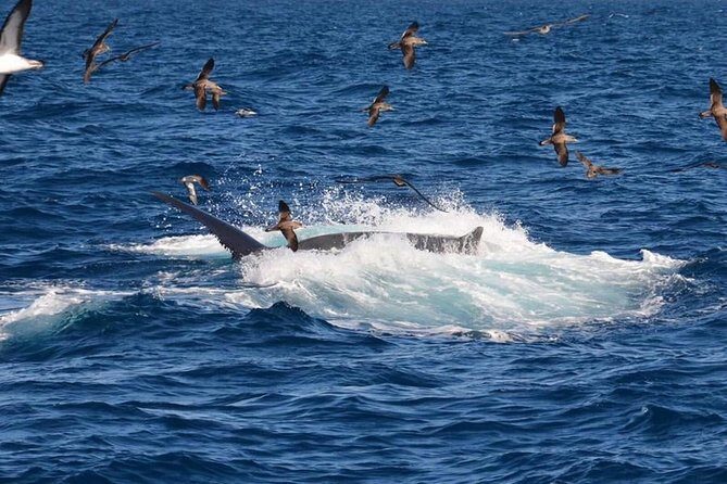 2-Hour Dolphin and Whale Watching in Gran Canaria - FAQs