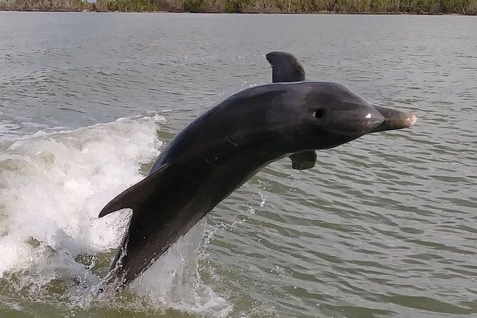 2 Hour Dolphin, Birding and Shelling Tour - An Authentic 2-Hour Adventure in Florida’s Ten Thousand Islands