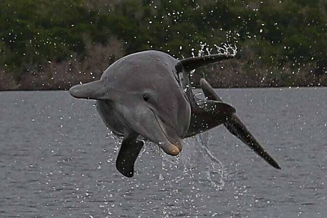 2 Hour Dolphin, Birding and Shelling Tour - FAQ