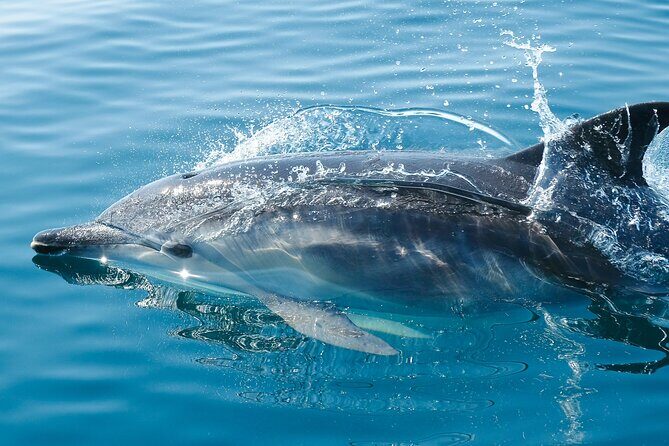 2-Hour Dolphin Guided Safari NP Brijuni from Fazana - The Sum Up