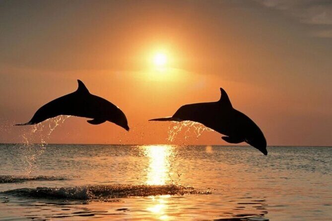 2-Hour Dolphin Guided Safari NP Brijuni from Fazana - FAQ